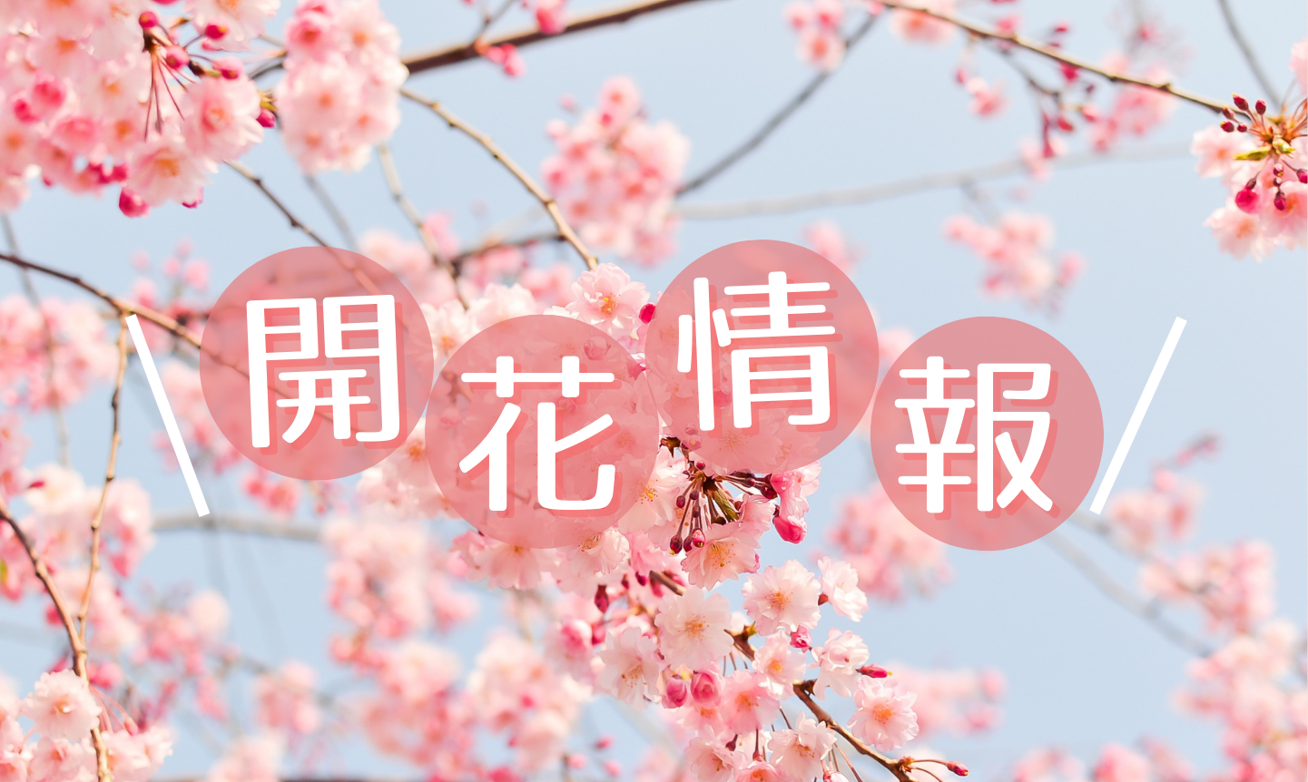 飛騨の花の開花情報