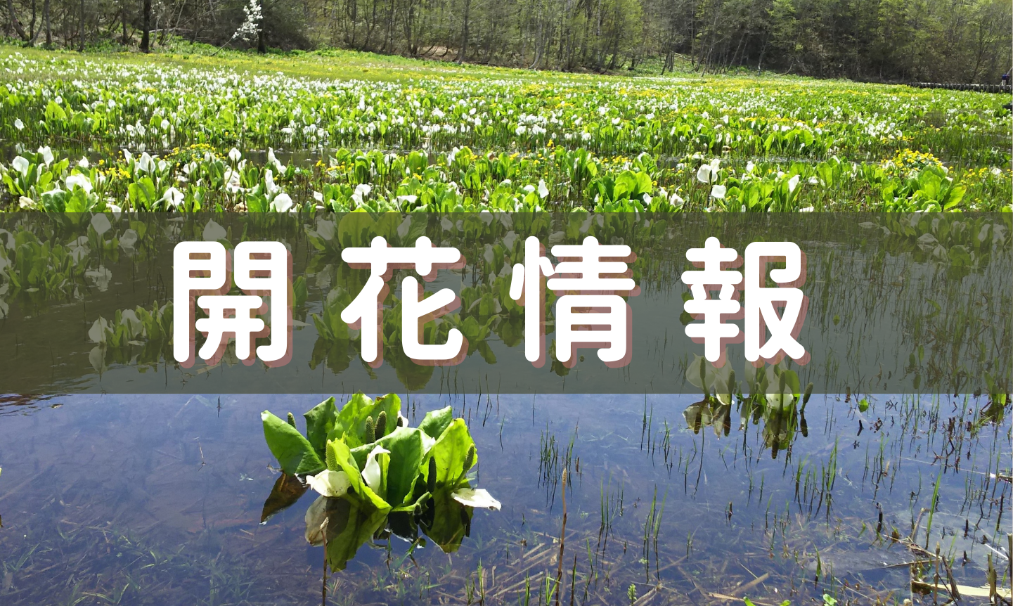 飛騨の花の開花情報