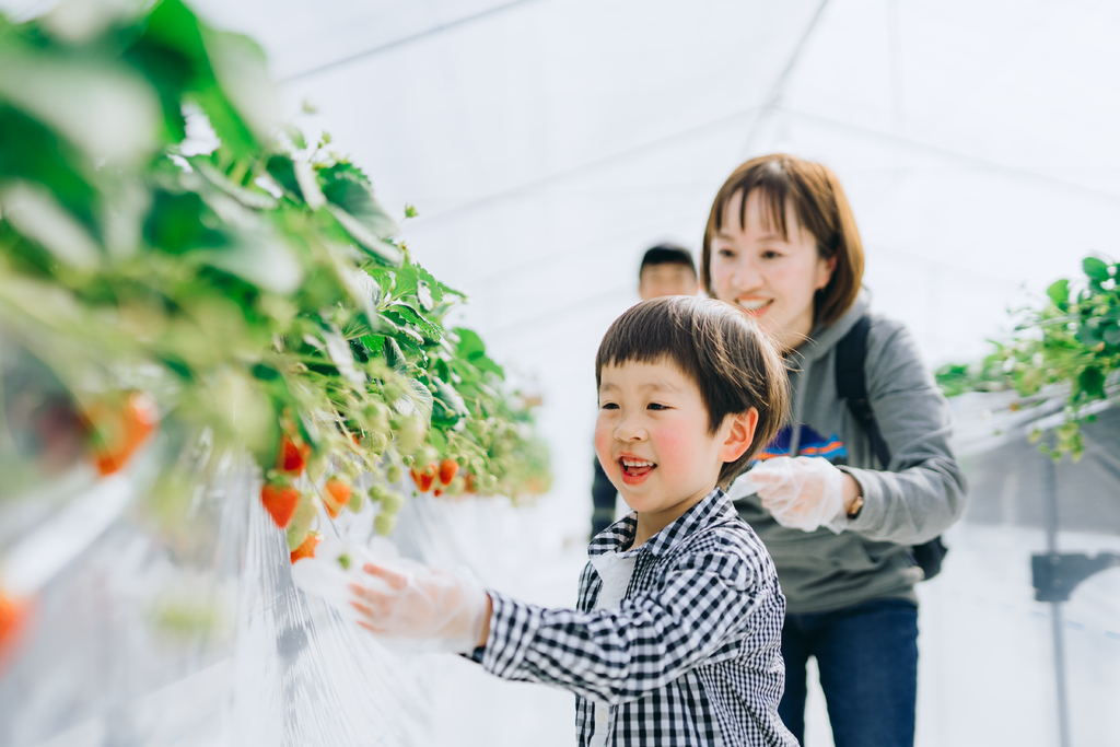 飛騨市でいちご狩りを楽しもう！