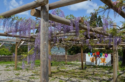 安望藤園「ふじまつり」