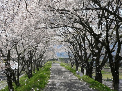 坂巻公園の桜